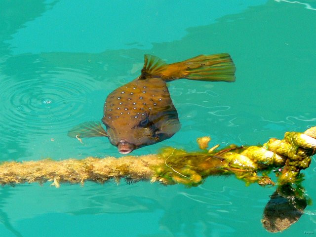 36- Poisson-coffre jaune sur nos amarres 